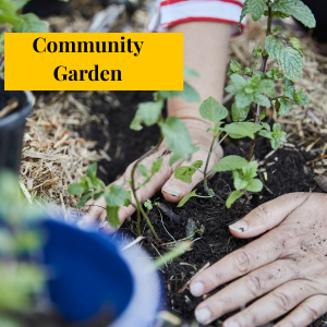 community garden